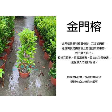 桃花哪裡買|心栽花坊